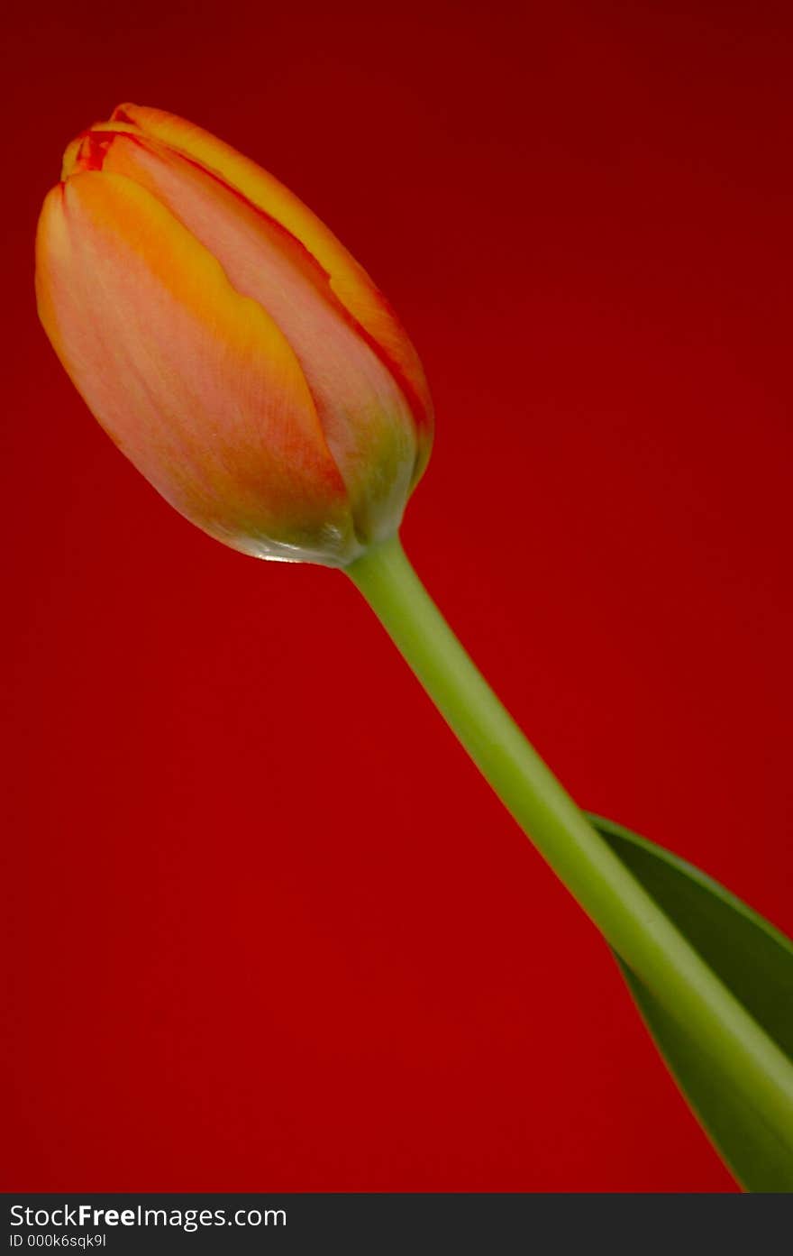 Orange Tulip with red background