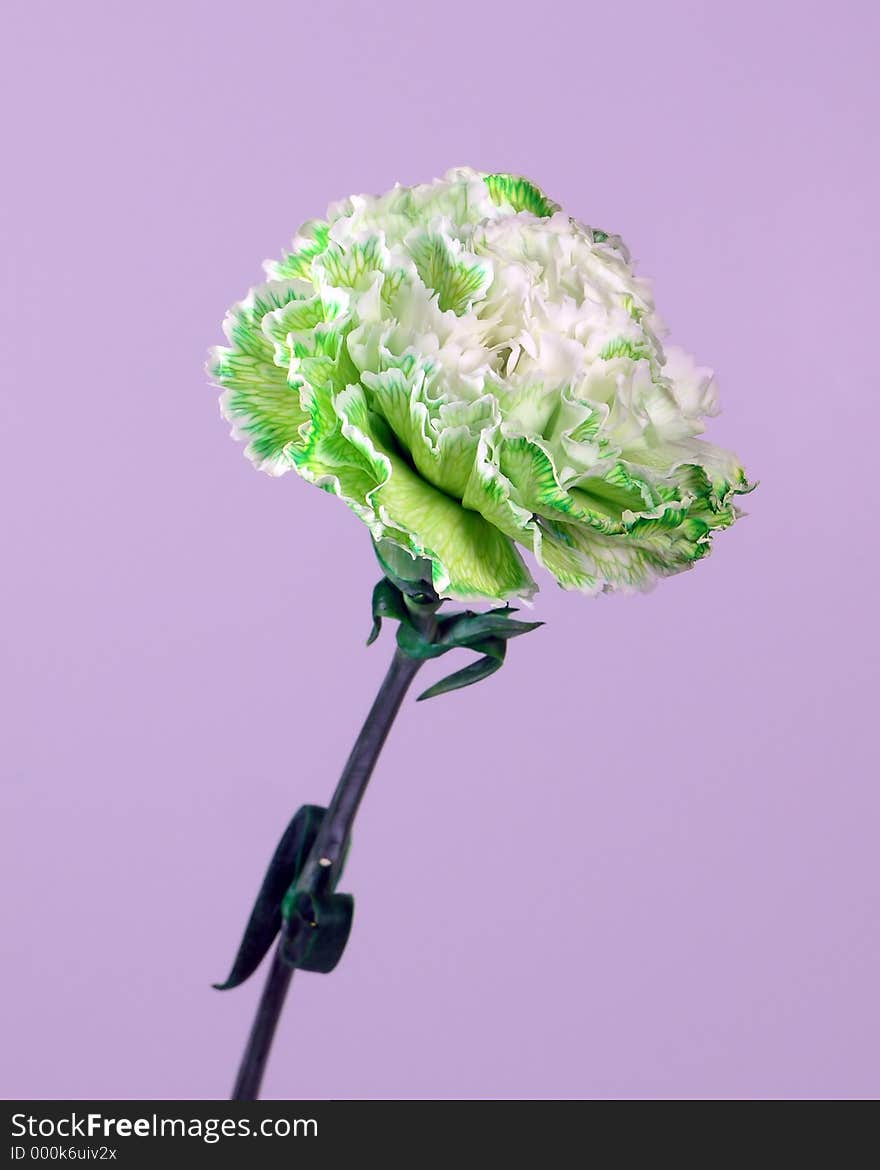 Green White Carnation