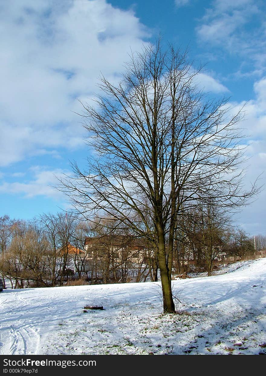 Tree in park