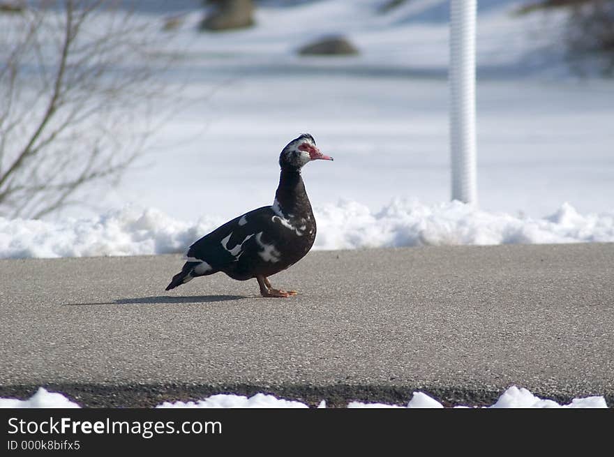 Ugly Duck on Path