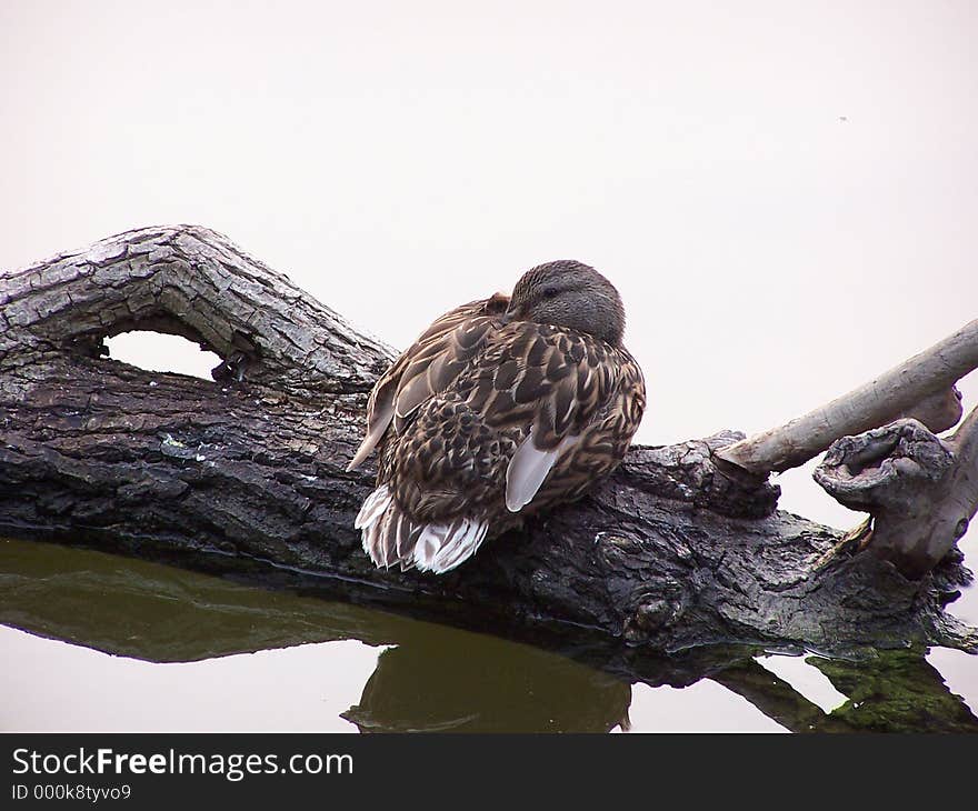 Female Mallard resting on log at waters edge. Female Mallard resting on log at waters edge