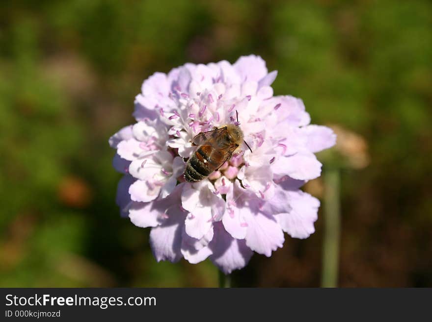 Bee on pink flower. Bee on pink flower