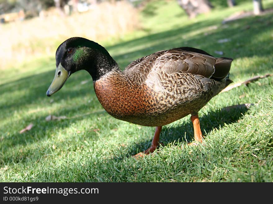 Duck