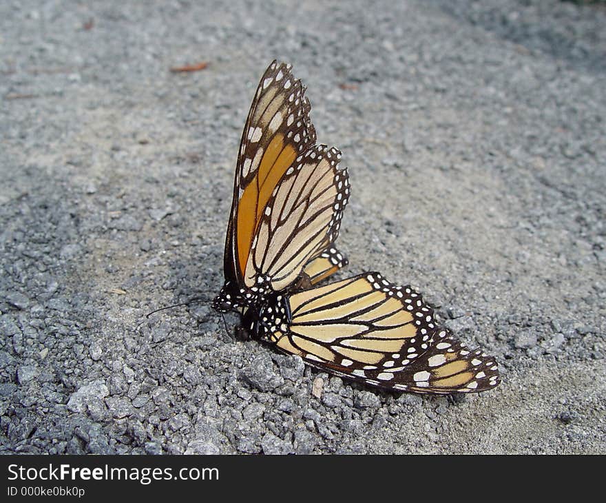 Mating Monarchs