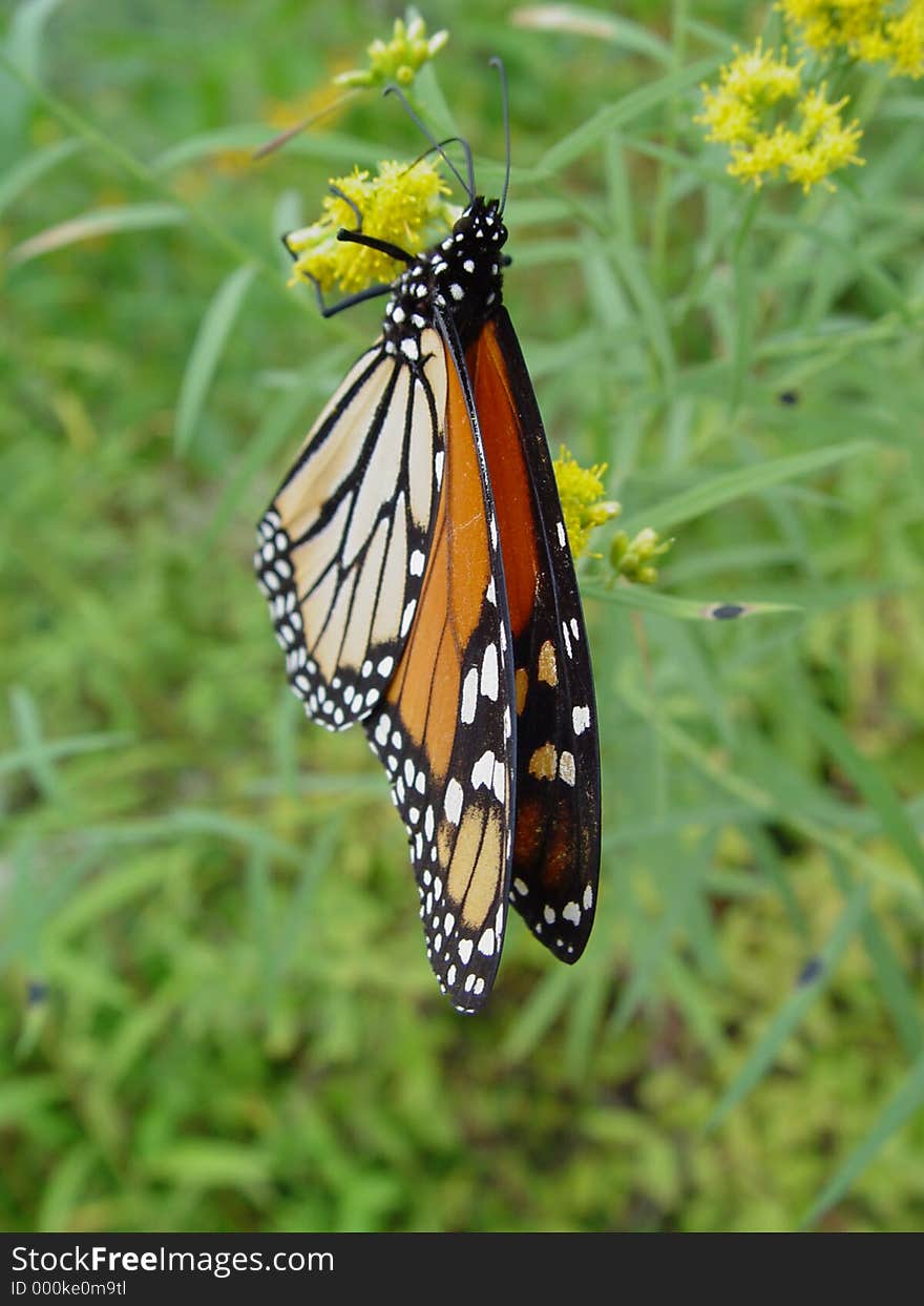 This little critter let me get very close. Monarch butterfly in Hopewell, NU Watershed Park Nature Center. This little critter let me get very close. Monarch butterfly in Hopewell, NU Watershed Park Nature Center.