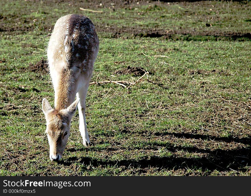 Young female deer in a wild park in England