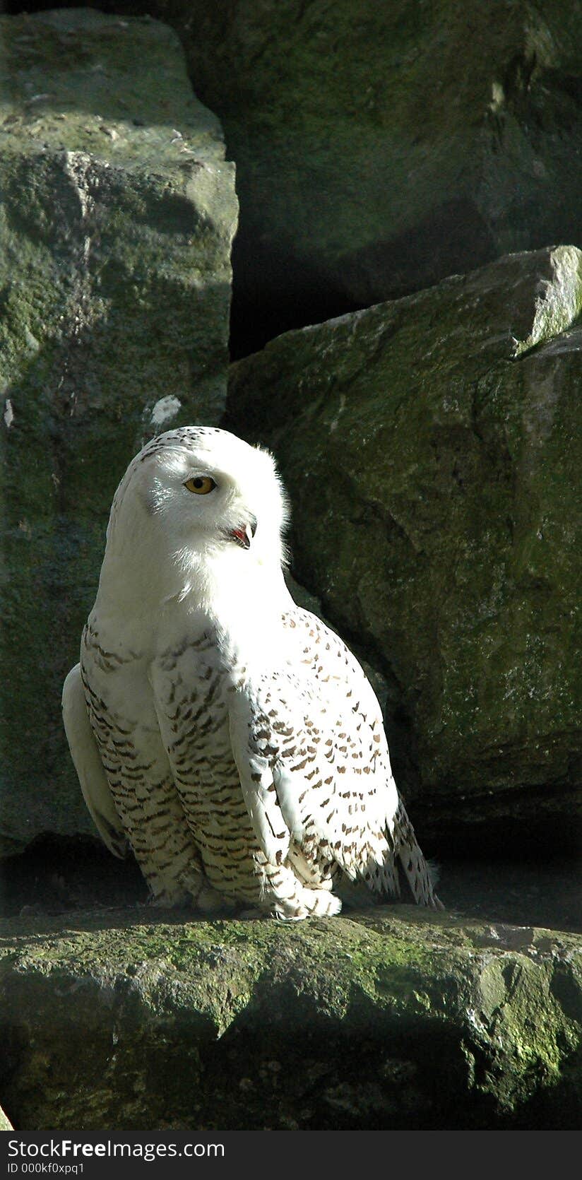 White Owl