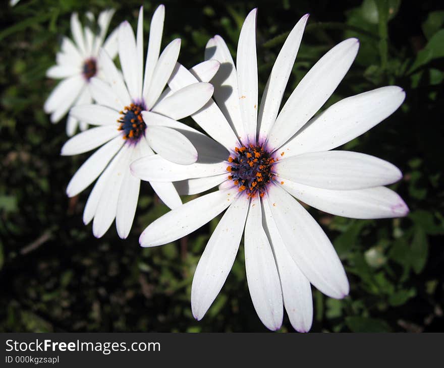 White Flower