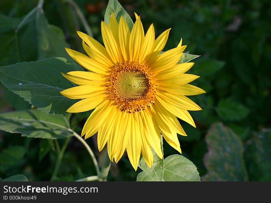 Sunflower