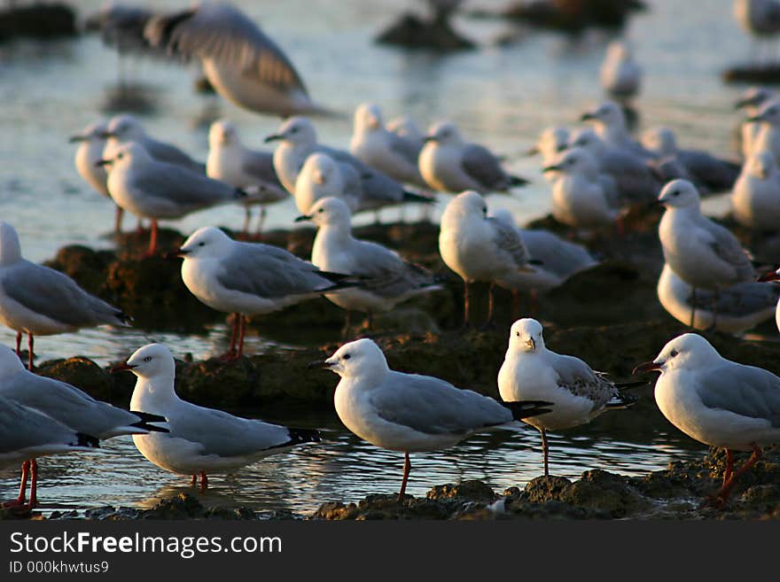 Seaguls standing near water