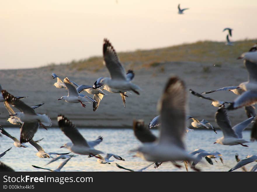 Many seagulls in flight