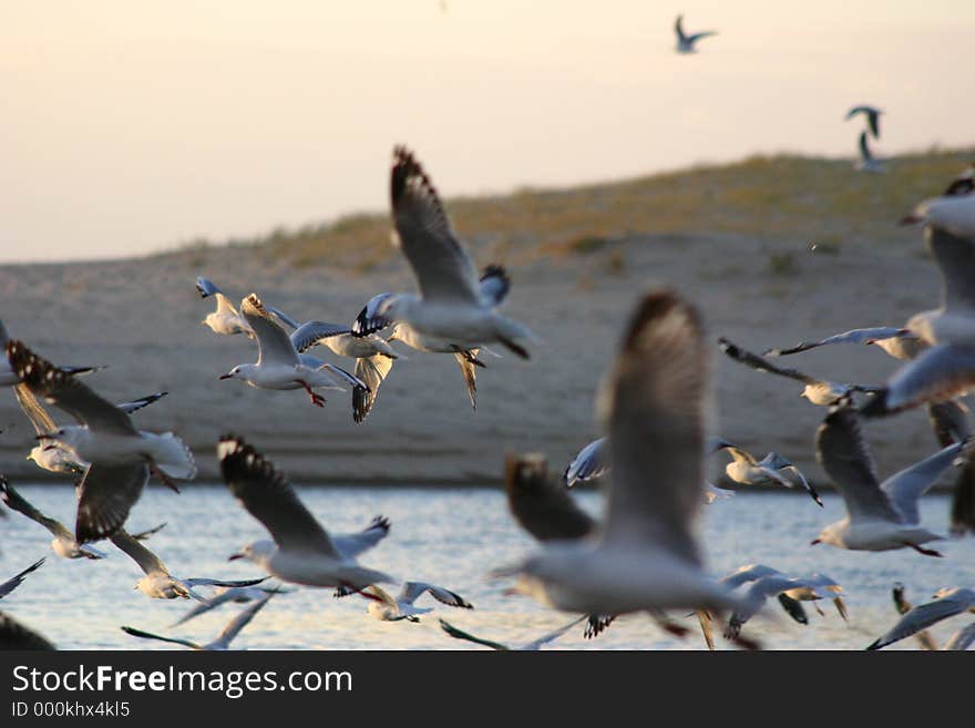 Seagulls In Flight