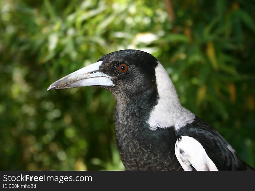 Magpie closeup