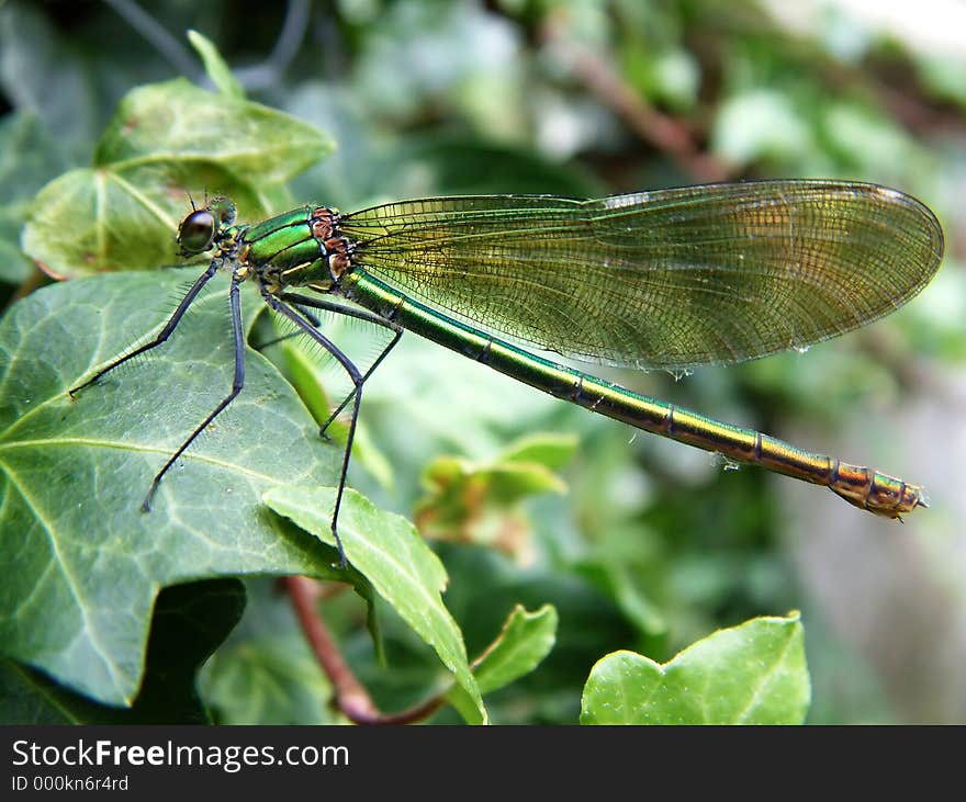 Green Damselfly