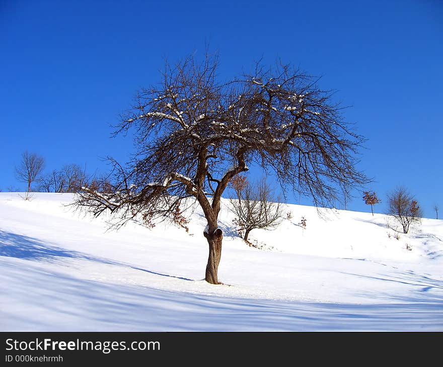 Landscape of a lonely tree