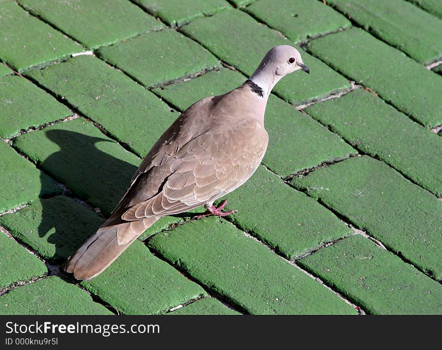 Mourning Dove on a green brick background.