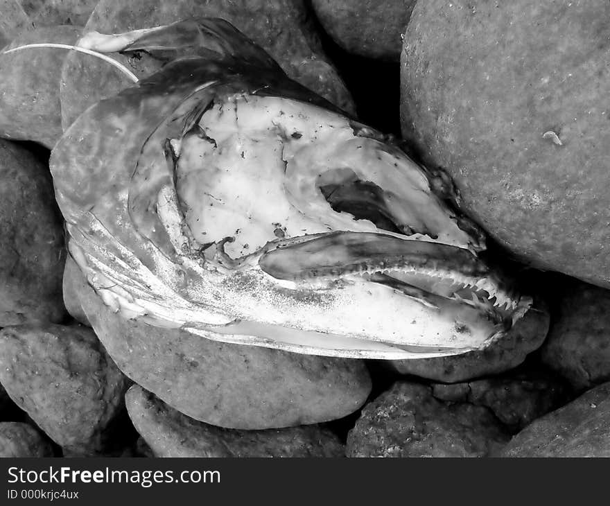 Fish Head On Rocks