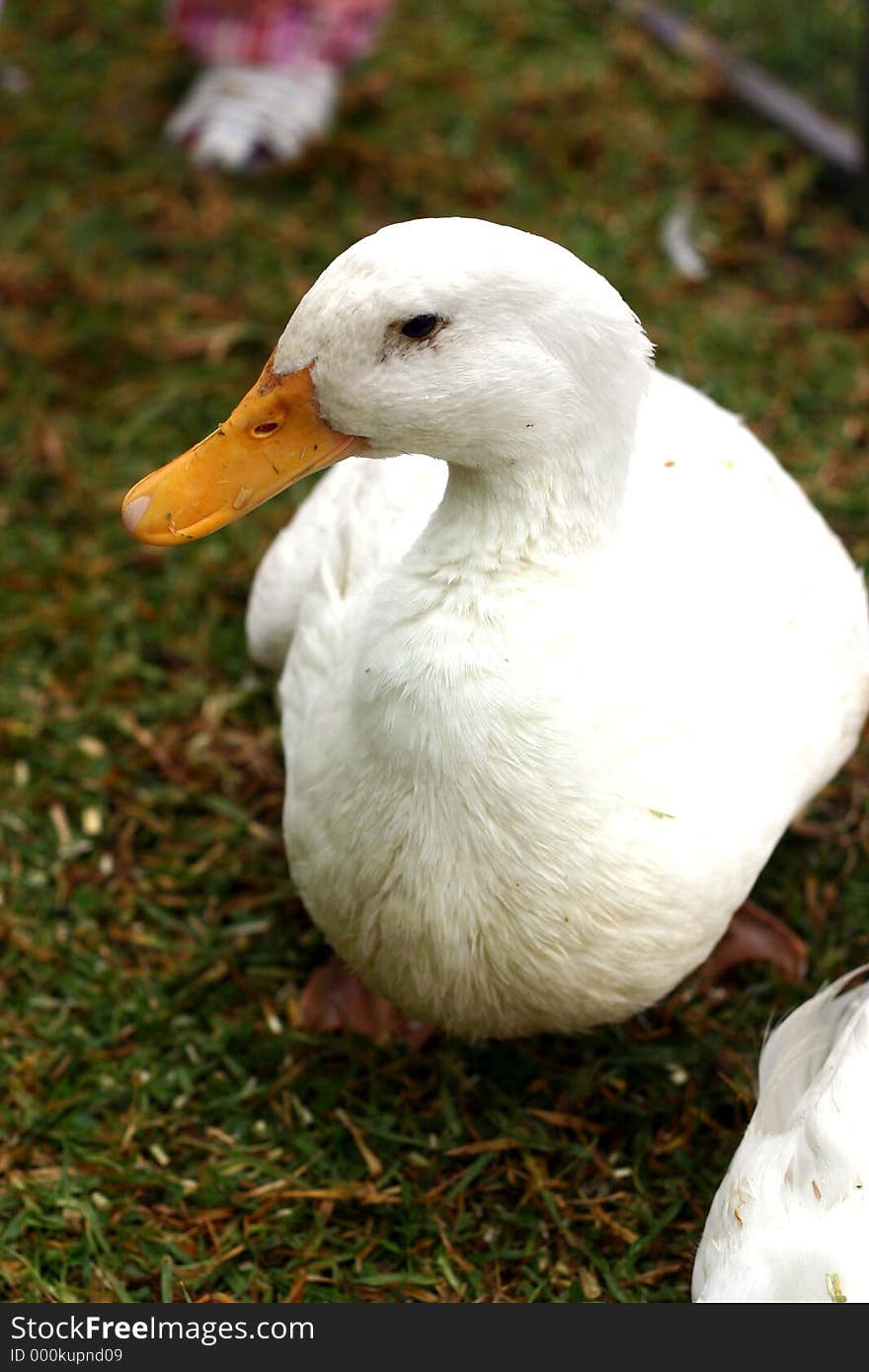 Duck