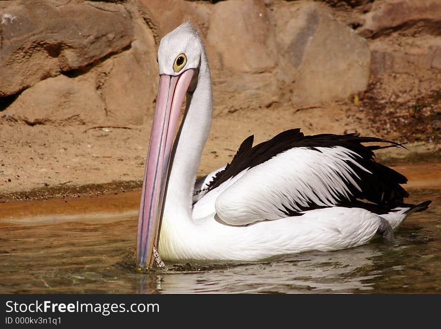 Pelican swimming in water