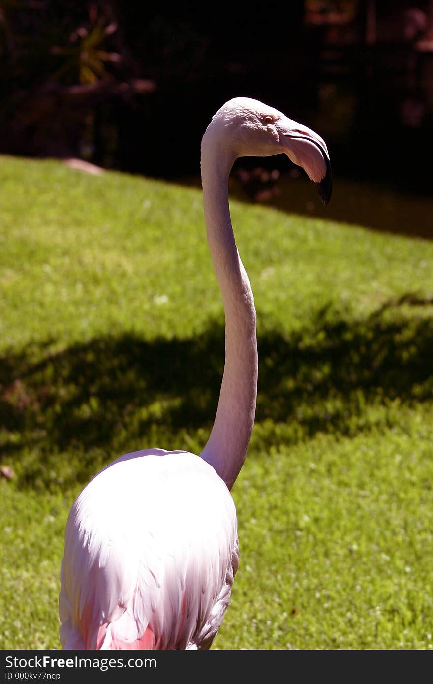 Flamingo on grass