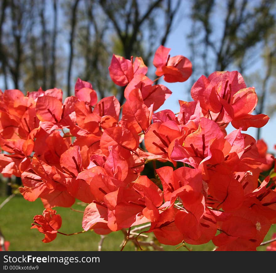 Closeup of red bougainvillae. Closeup of red bougainvillae