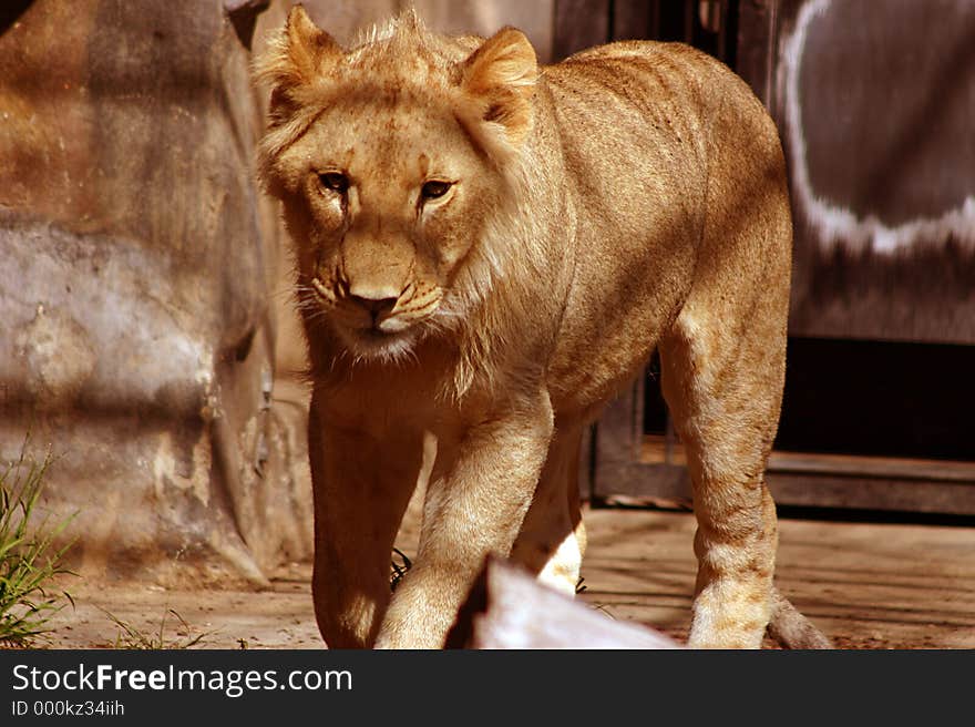 Male lion