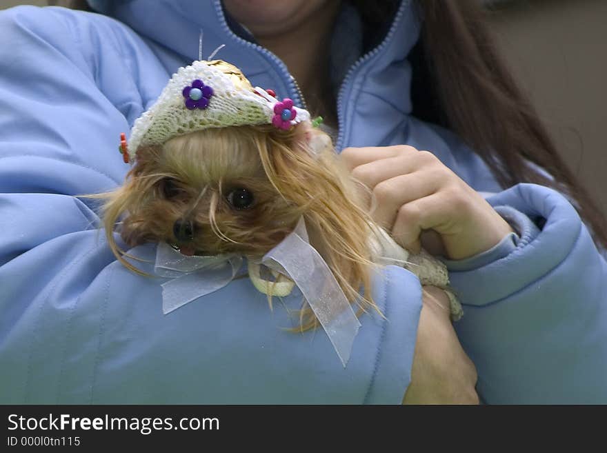 Dressed chihuahua cradled by owner