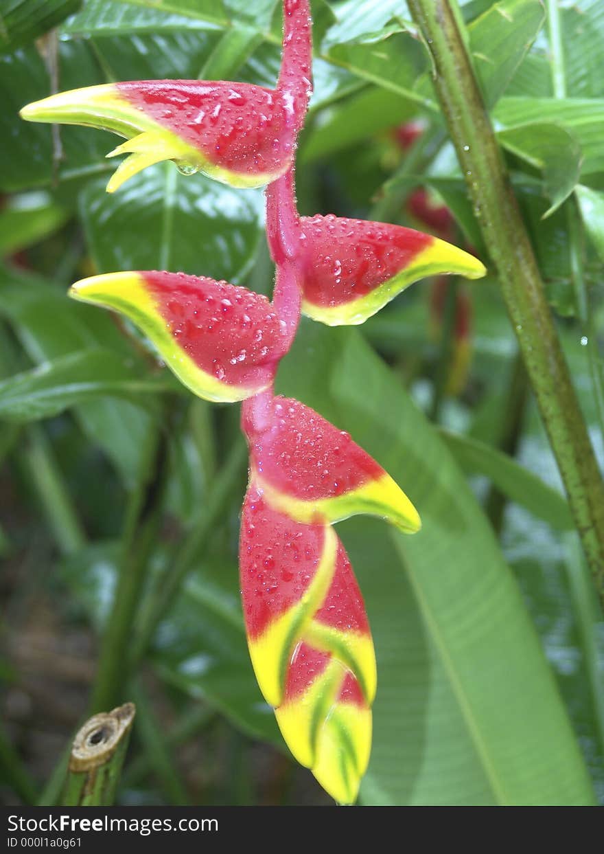 Tropical Flower