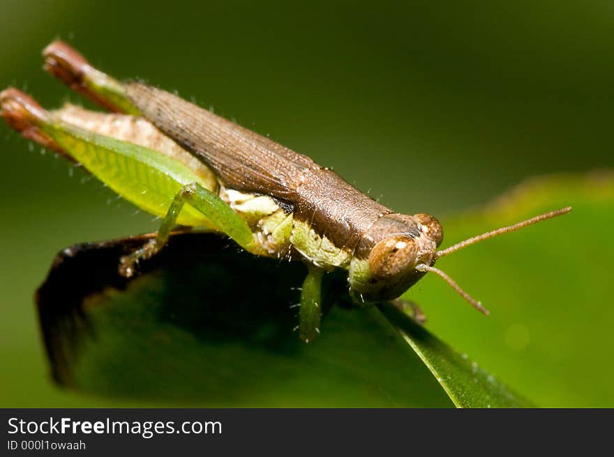 Closeup of a Grasshopper