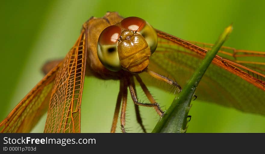 Closeup of a Dragonfly