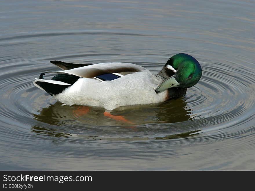 Beautiful mallard in lake