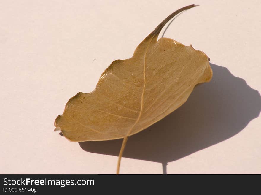 Dry leaf. Dry leaf