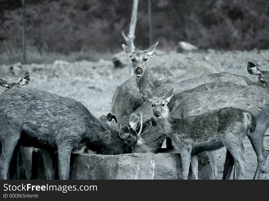 Deers