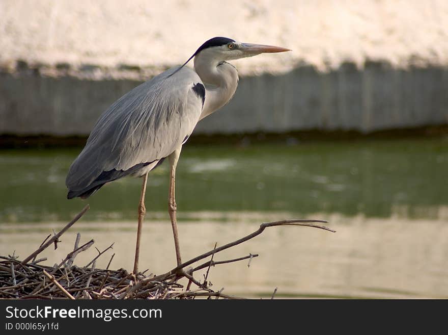 Egert and its nest