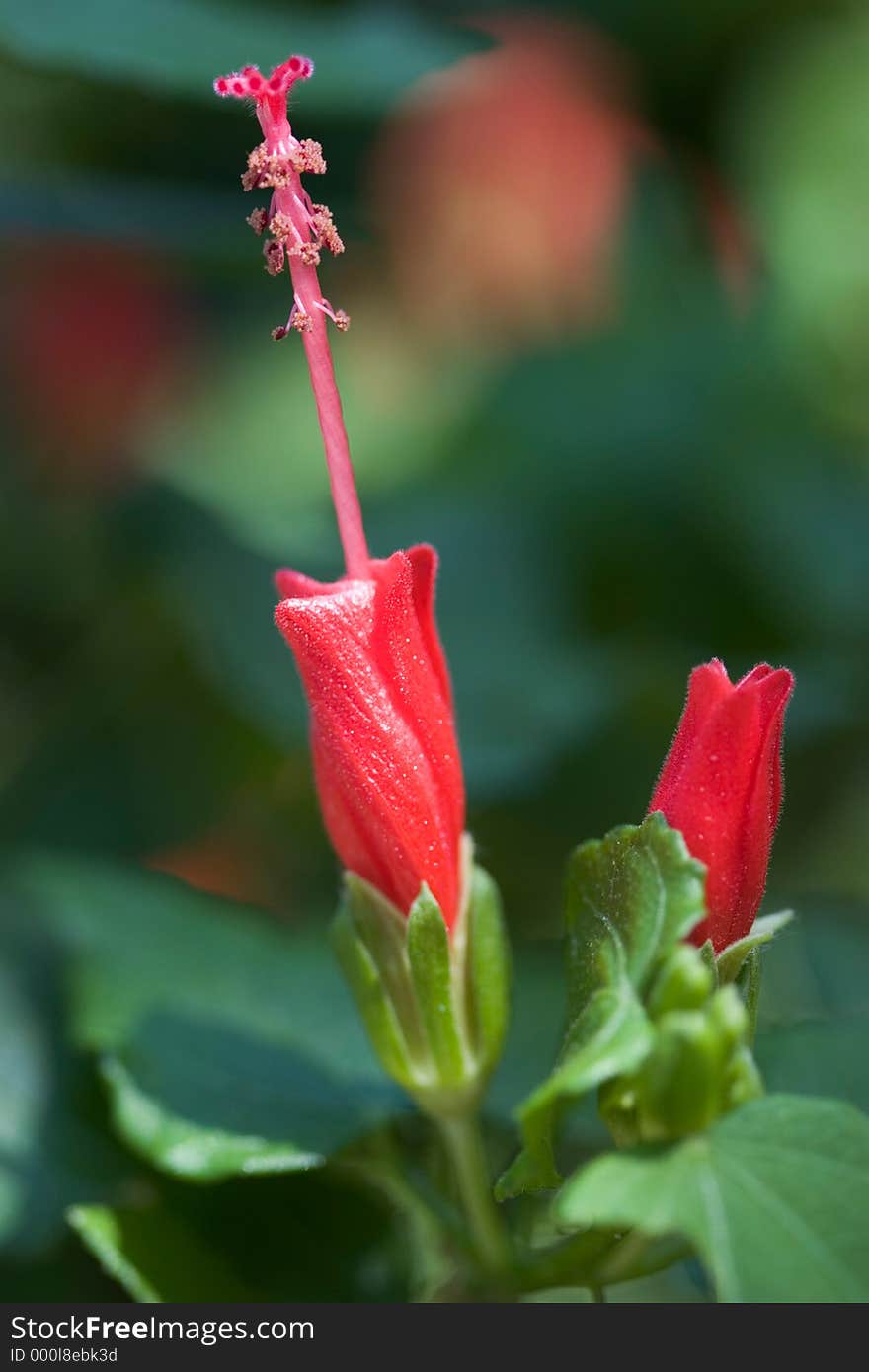 Red Hibiscus. Red Hibiscus