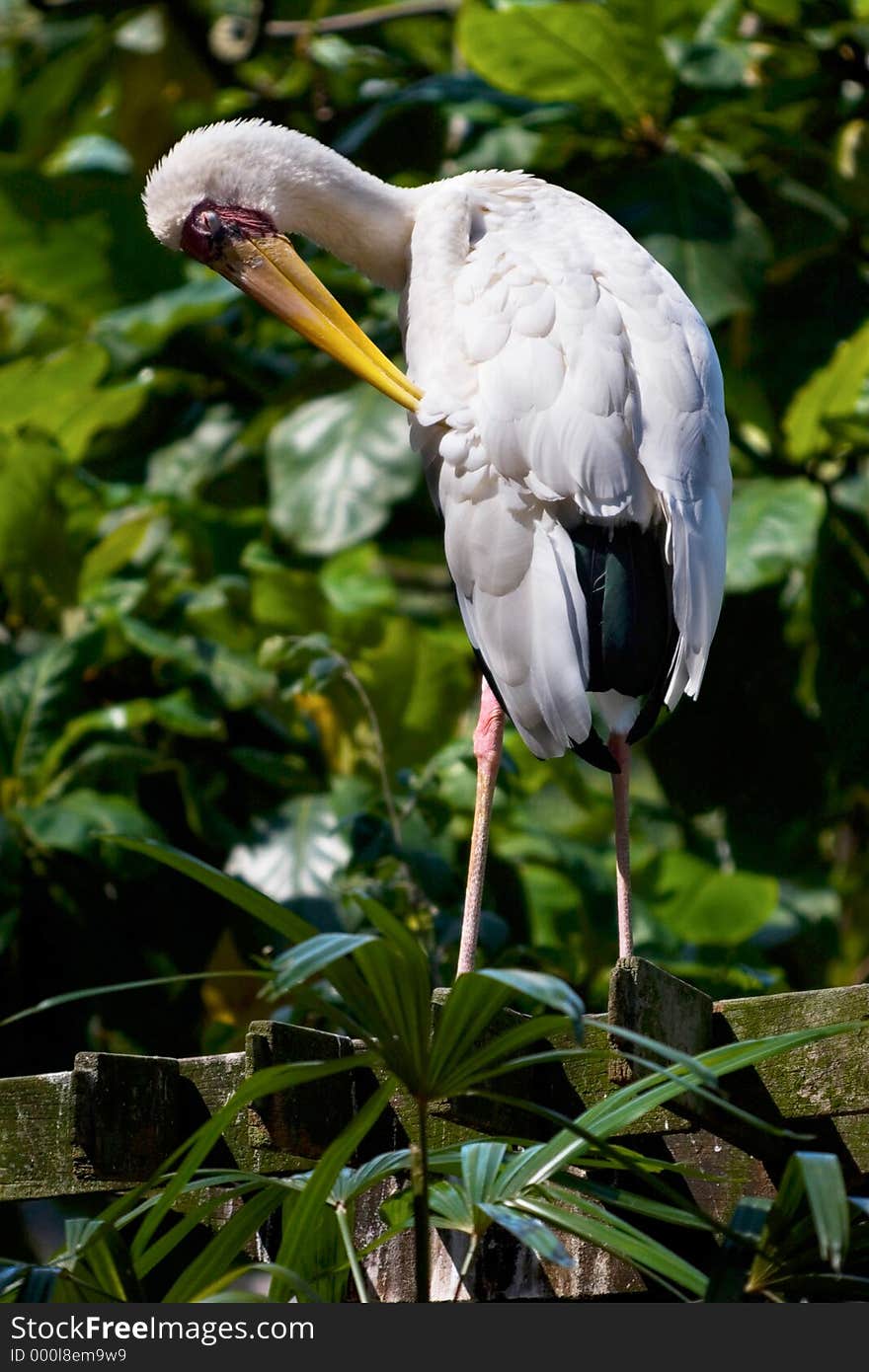 Photo of a White Stork