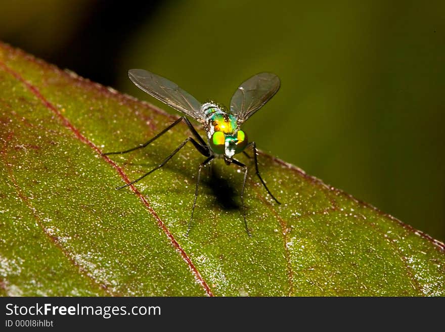 Closeup of a Green Fly