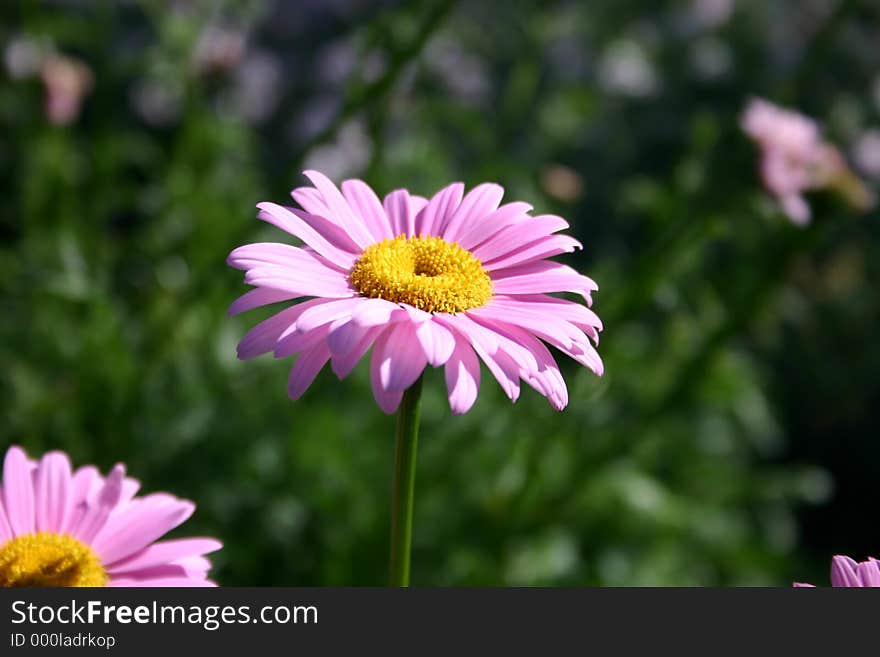 Pink and yellow flower. Pink and yellow flower