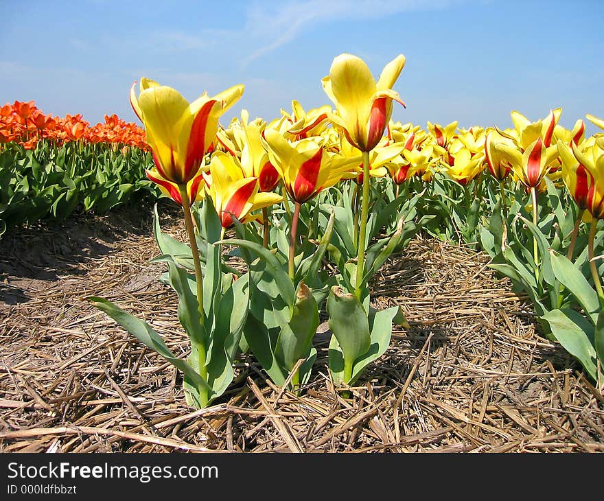 Tulip field