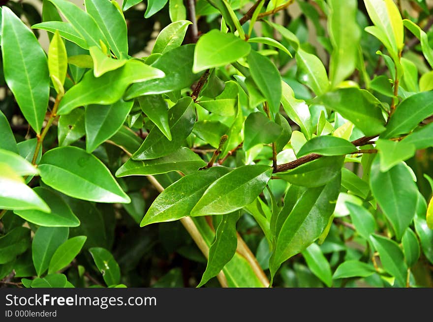 Details of the Magnolia shrub. Details of the Magnolia shrub