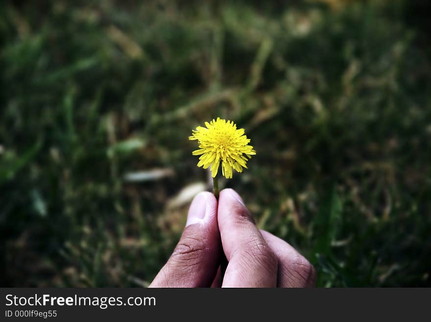 Dandelion