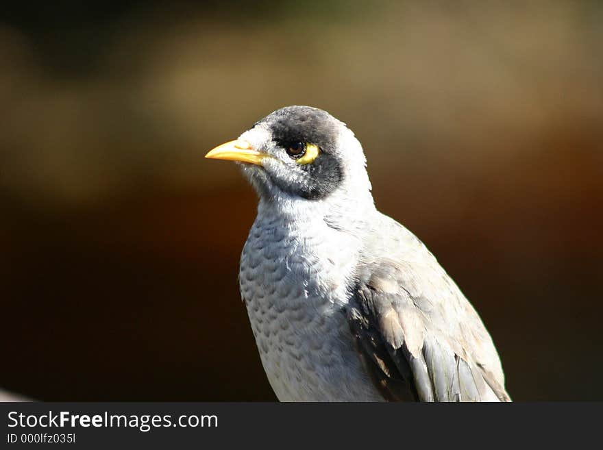 Noisy minor on wooden pole