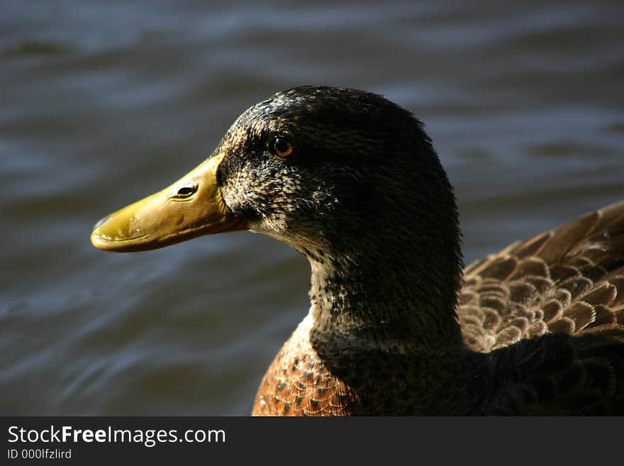 Closeup of duck with water in background