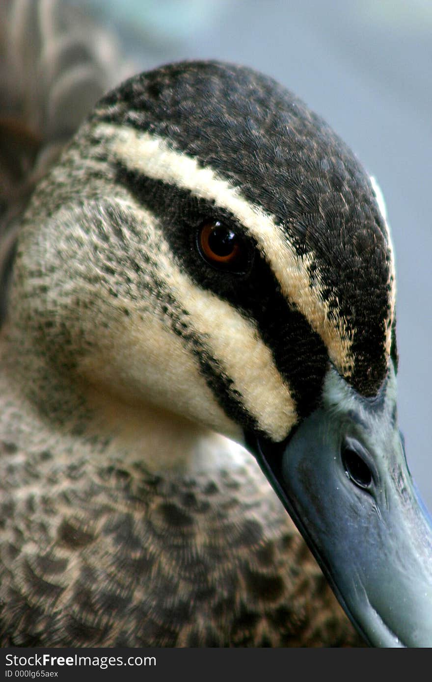 Pond Duck