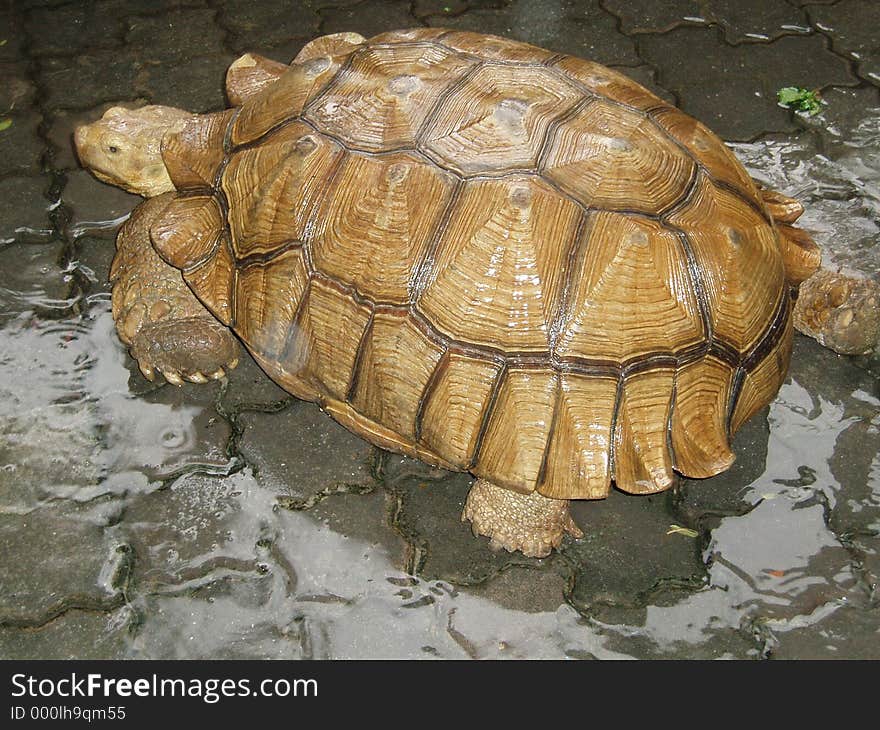 Tortoise