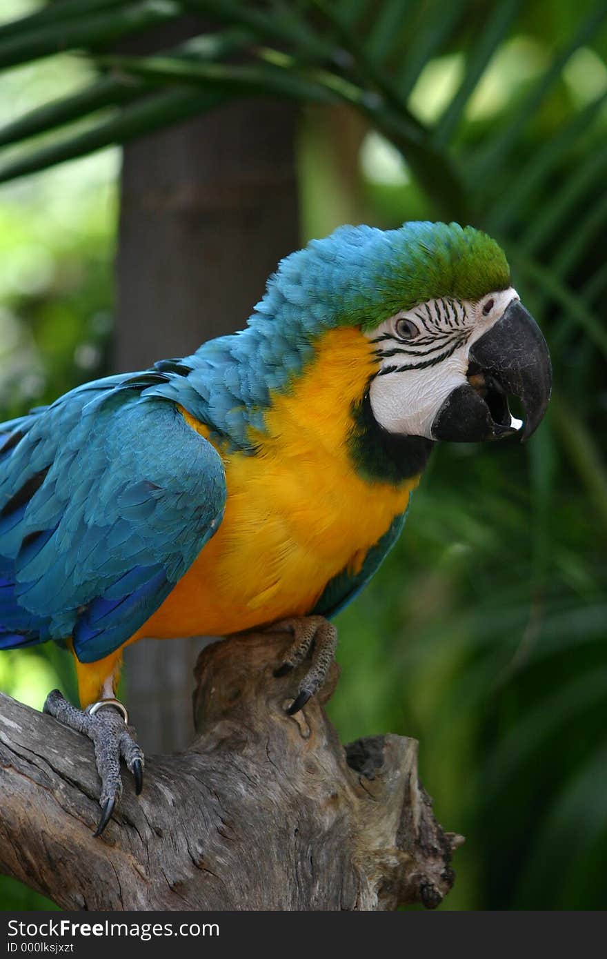 Macaw on branch