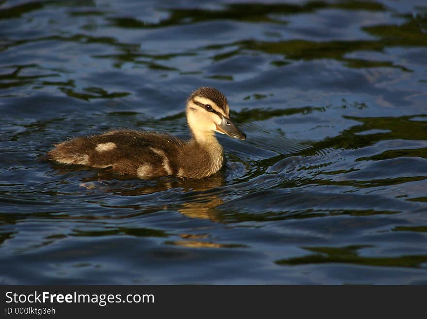 Duckling