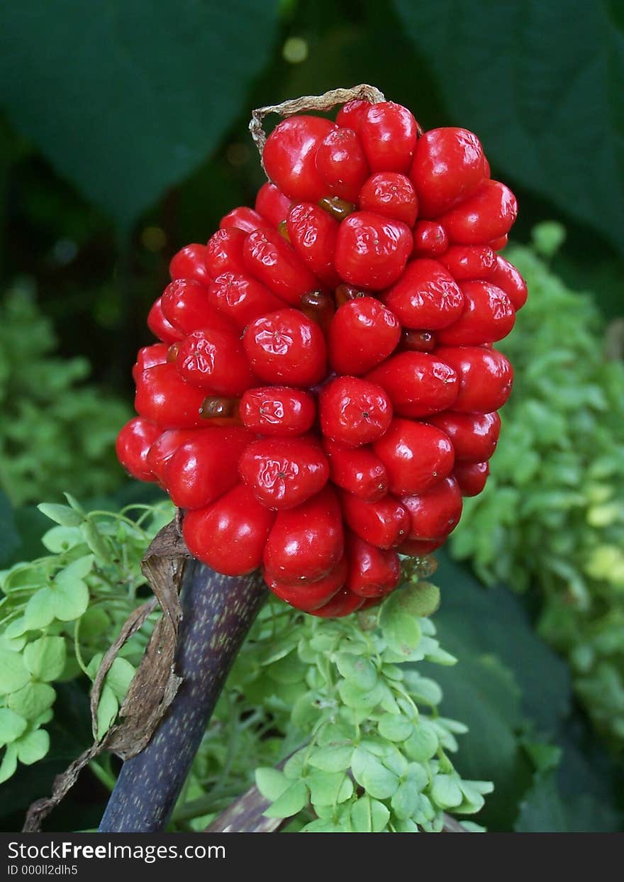 The ripe fruit of the Jack In The Pulpit plant