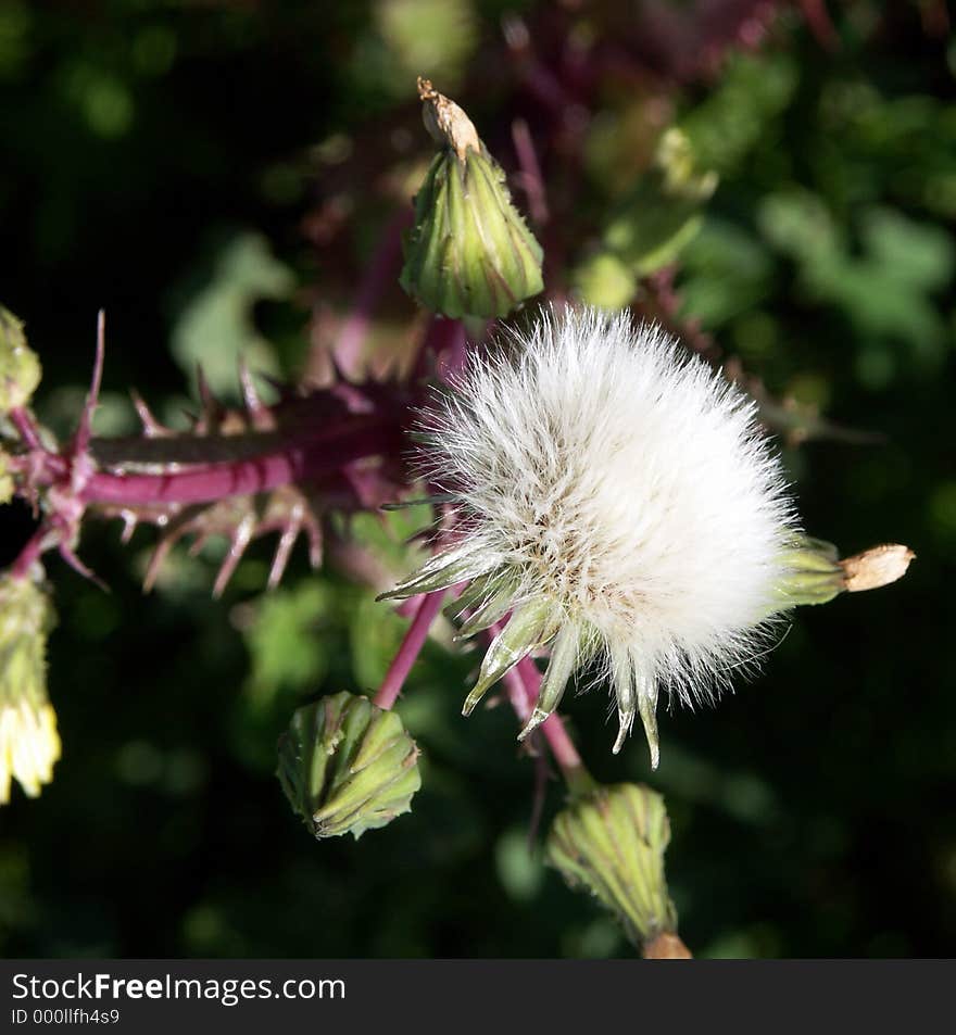 White dandelion