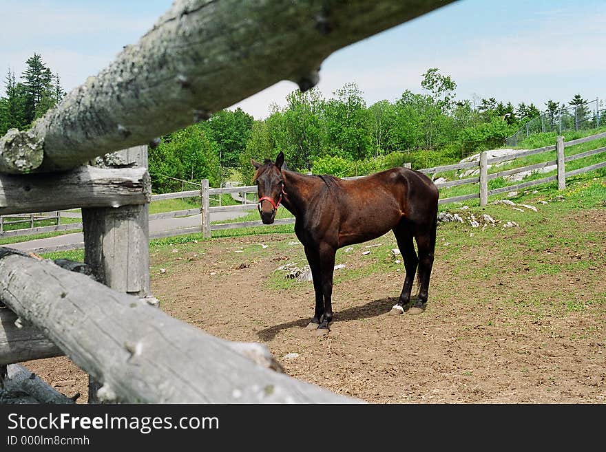 Horse and fence